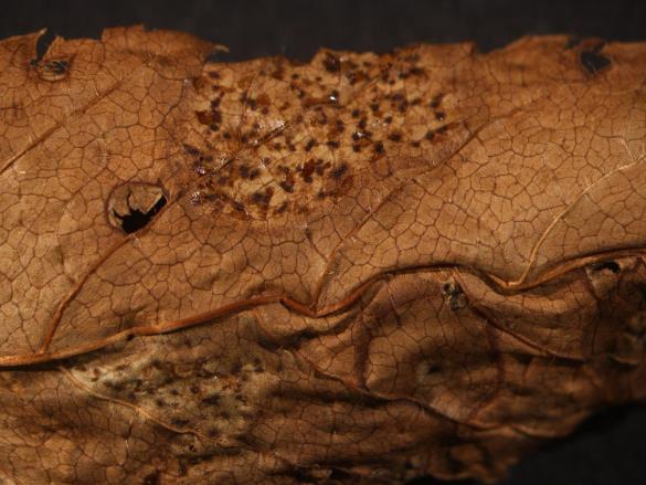Melampsora ariae