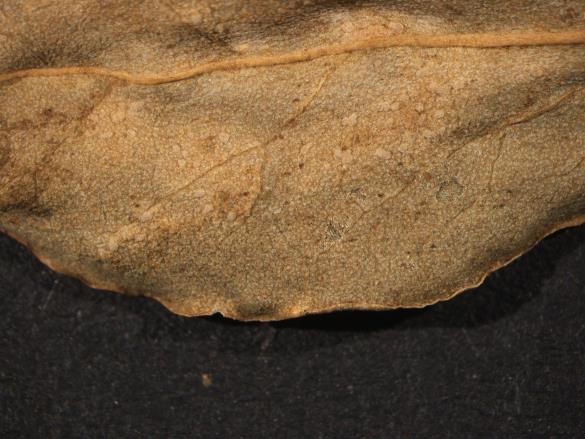 Melampsora euphorbiae 