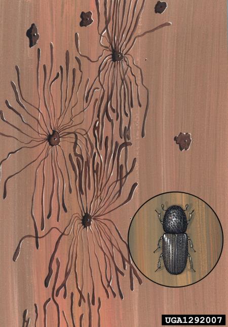 zrnati smrekov lubadar (<i>Cryphalus abietis</i>)
