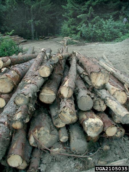 mali osmerozobi smrekov lubadar (<i>Ips amitinus</i>) na <i>Picea abies</i>