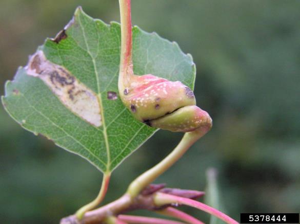 <i>Pemphigus spirothecae</i> na <i>Populus</i> spp.
