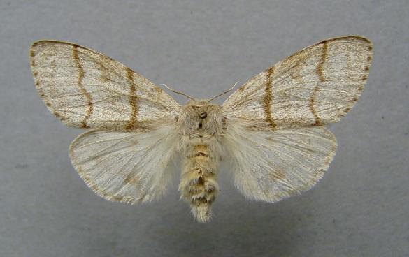 rdečerepka