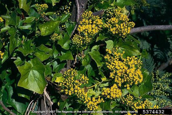<i>Delairea odorata</i>