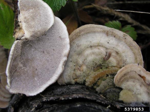 <i>Trametes hirsuta</i> na <i>Fagus sylvatica</i>