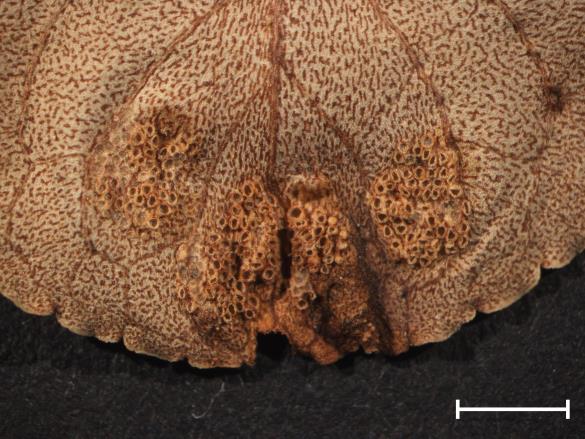 Aecidium violae 