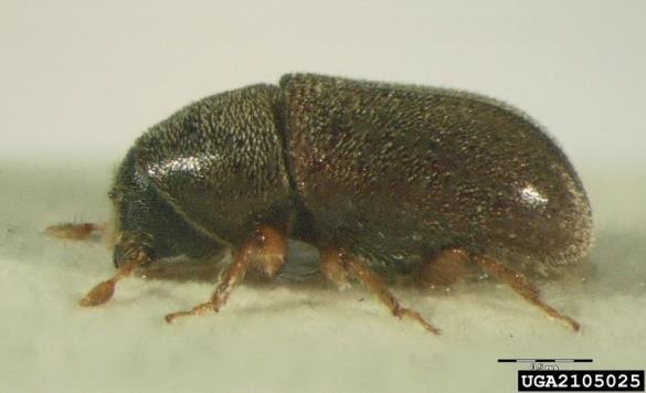dvojnooki smrekov ličar (<i>Polygraphus poligraphus</i>)