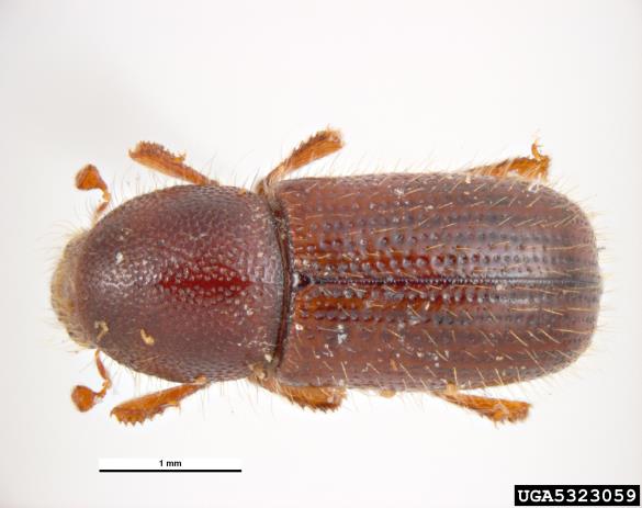 kosmati smrekov lubadar (<i>Dryocoetes autographus</i>)
