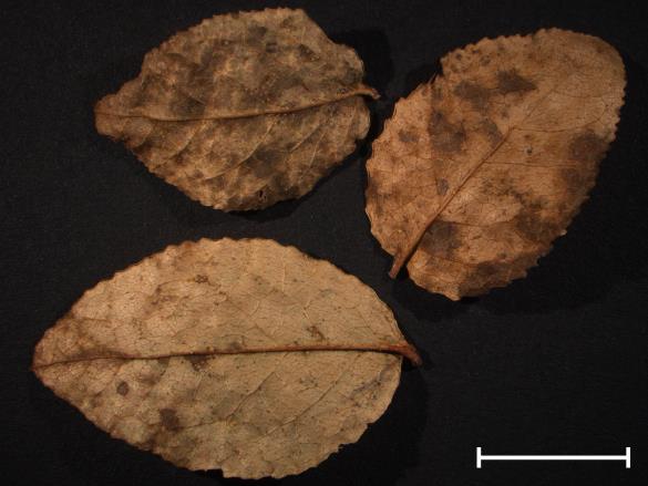 Thekopsora vacciniorum 
