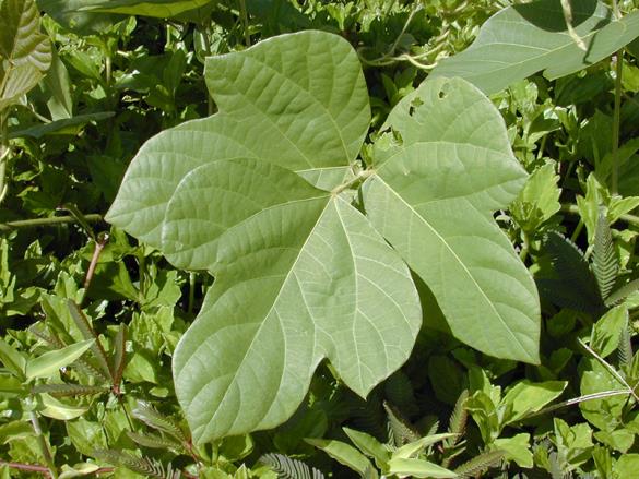 <i>Pueraria montana</i> var. <i>lobata</i>