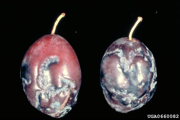 šarka (<i>Potyvirus plum pox virus</i>) na <i>Prunus domestica</i>