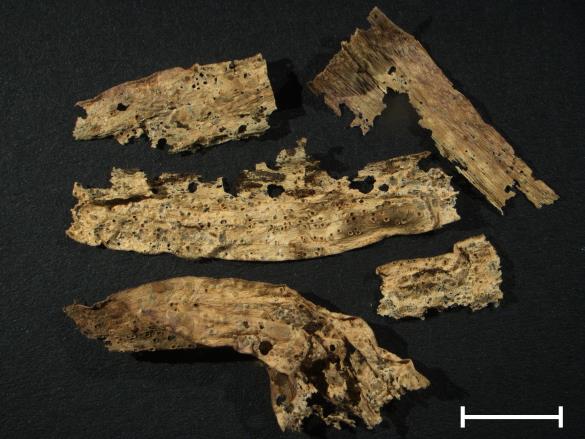 Aecidium tragopogonis