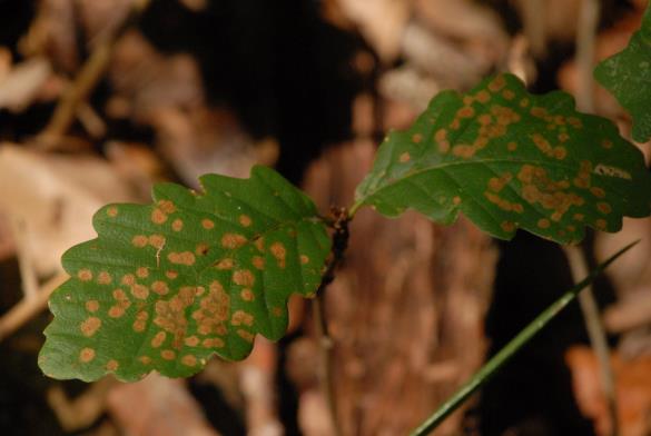 <i>Sphaerulina quercicola</i>