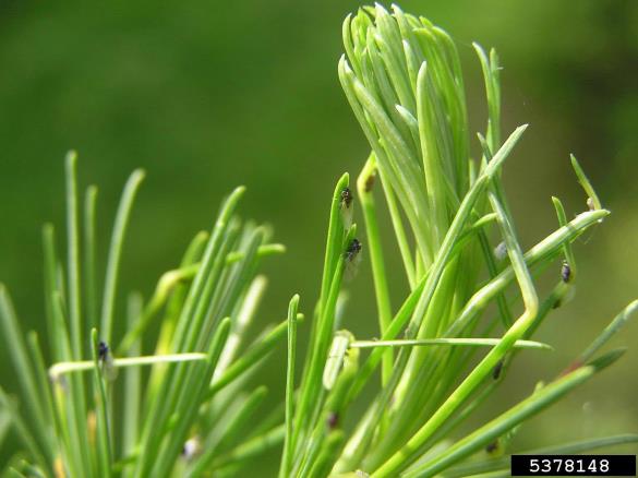 zelena smrekova uš (<i>Sacchiphantes viridis</i>) na <i>Larix decidua</i>