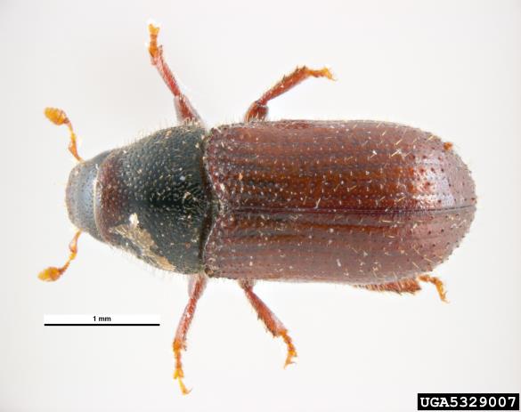 mali borov strženar (<i>Tomicus minor</i>)