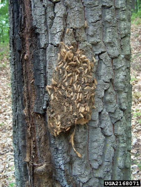 hrastov sprevodni prelec (<i>Thaumatopoea processionea</i>) na <i>Quercus cerris</i>