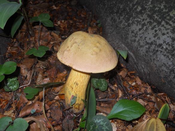 Boletus luridus