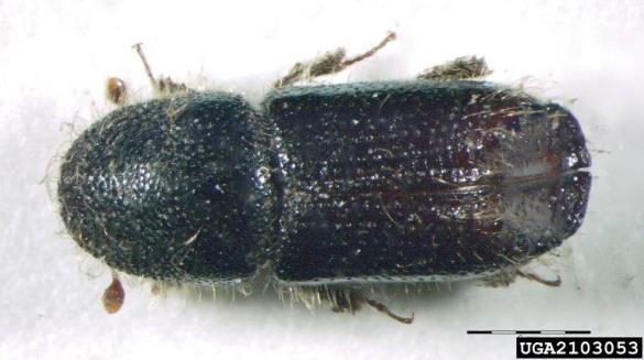 mali osmerozobi smrekov lubadar (<i>Ips amitinus</i>)