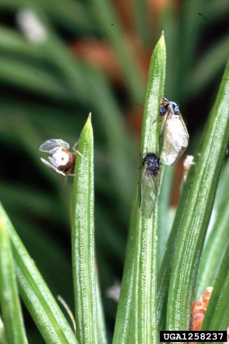 <i>Adelges abietis</i>