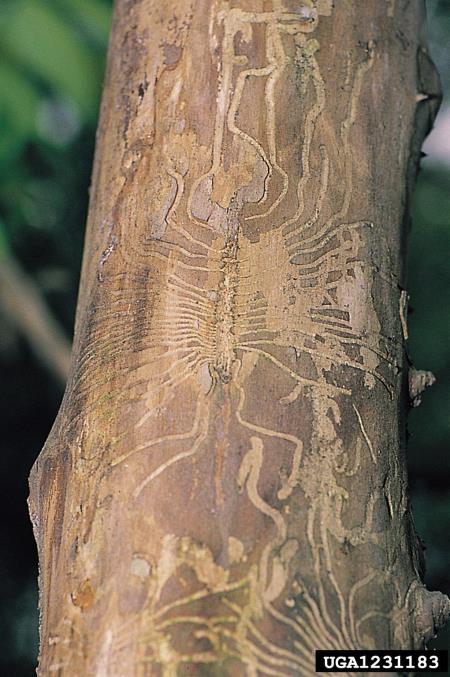 veliki brestov beljavar (<i>Scolytus scolytus</i>)