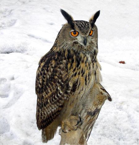 velika uharica