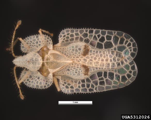platanova čipkarka (<i>Corythuca ciliata</i>)