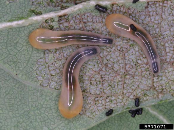 <i>Caliroa cinxia</i>