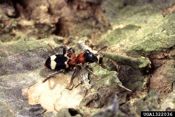 mravljinčasti pisanec (<i>Thanasimus formicarius</i>)
