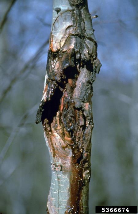 platanov obarvani rak (<i>Ceratocystis fimbriata f.sp. platani</i>) na <i>Populus tremuloides</i>