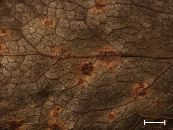 Aecidium berberidis 