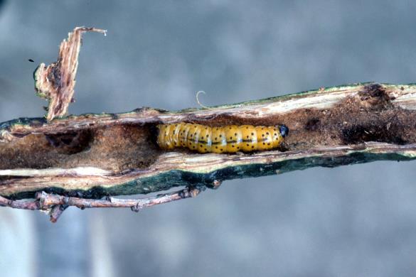 jesenov zavrtač ali modro sitce (<i>Zeuzera pyrina</i>) na <i>Fagus sylvatica</i>