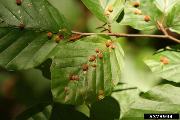 mala bukova listna hržica (<i>Hartigiola annulipes</i>) na <i>Fagus sylvatica</i>