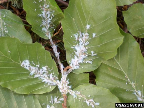 bukova listna uš (<i>Phyllaphis fagi</i>) na <i>Fagus sylvatica</i>