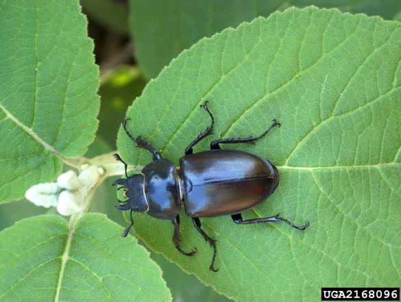 veliki rogač (<i>Lucanus cervus</i>) na <i>Viburnum lantana</i>