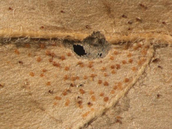 Cronartium asclepiadeum