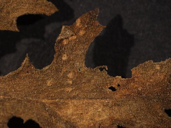 Coleosporium senecionis