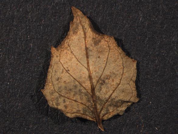 Pucciniastrum circaeae 