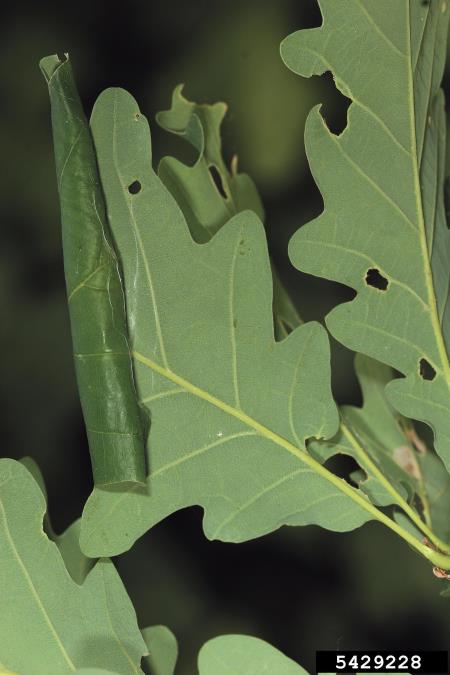 zeleni hrastov zavijač (<i>Tortrix viridana</i>)