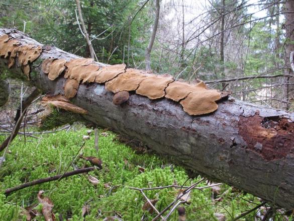 Phellinus conchatus