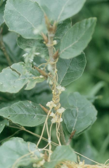 Predenica