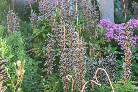 <i>Lupinus polyphyllus</i>