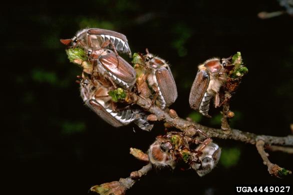 majski hrošč (<i>Melolontha melolontha</i>) na <i>Quercus</i> spp.