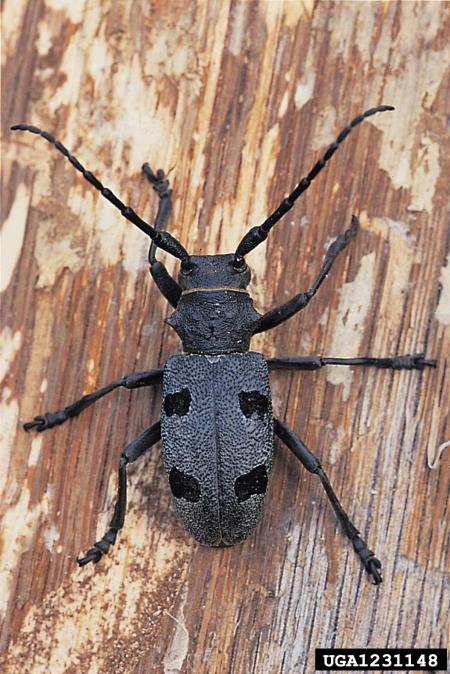 bukov kozliček (<i>Morimus funereus</i>)