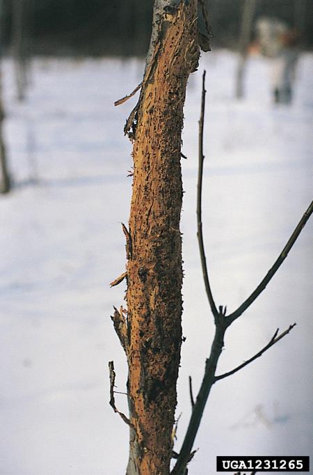 vrbova lubna hržica (<i>Helicomyia saliciperda</i>)