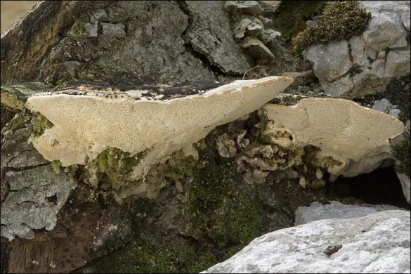 Trametes gibbosa