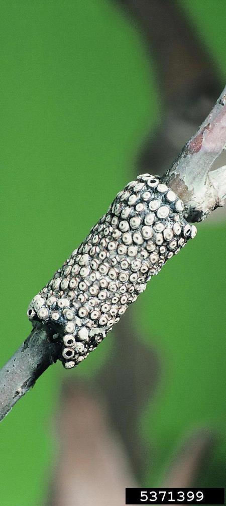 prstaničar (<i>Malacosoma neustria</i>)