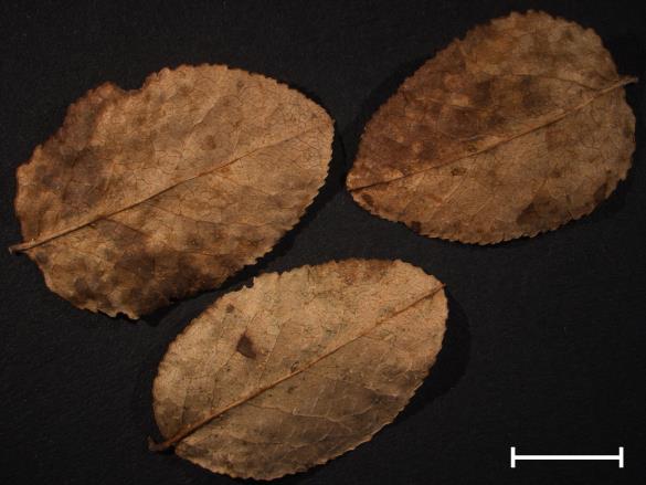 Thekopsora vacciniorum 