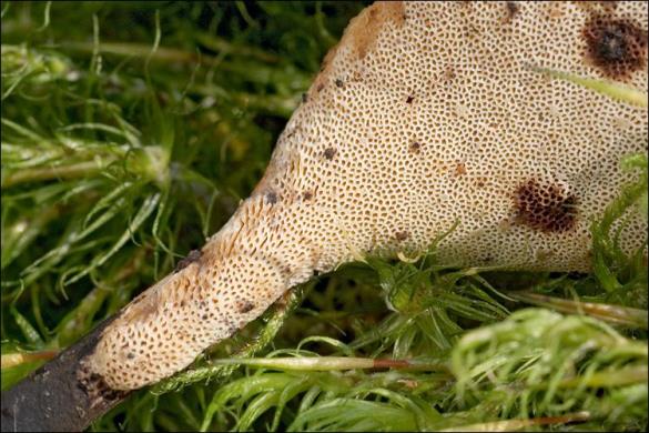 Polyporus varius