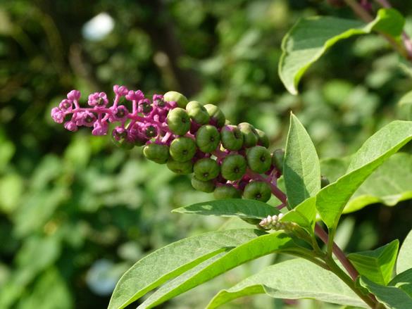 <i>Phytolacca americana</i>