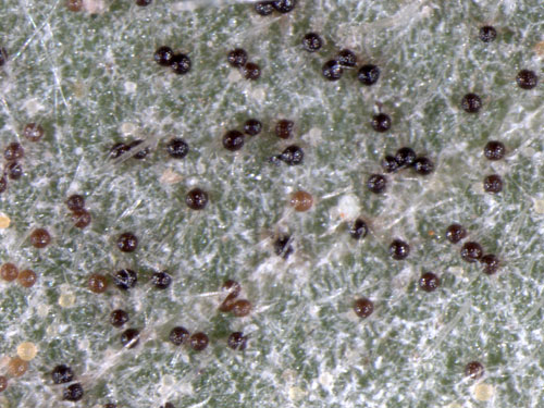 <i>Erysiphe aquilegiae</i>