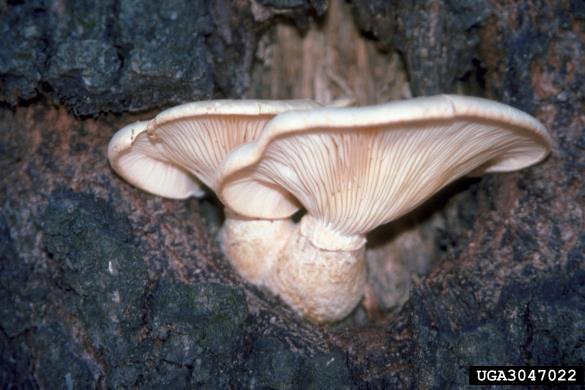 bukov ostrigar (<i>Pleurotus ostreatus</i>) na <i>Quercus phellos</i>